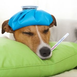 fièvre-chien-chat-comment-savoir fièvre chien chat comment savoir