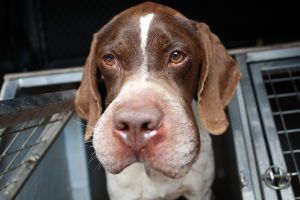 tête chien gonflée oedeme quincke