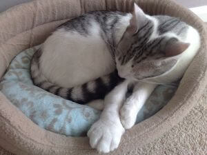 oedème patte chat