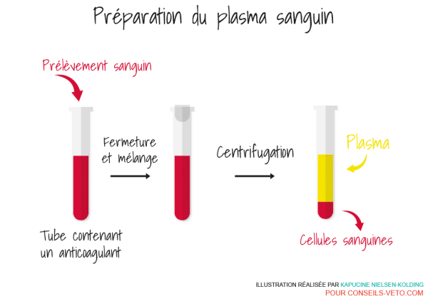 plasma définition
