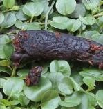 sang-selles-chien sang selles chien rouge noire
