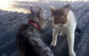 sida-des-chats-bagarre-morsure sida du chat bagarre morsure