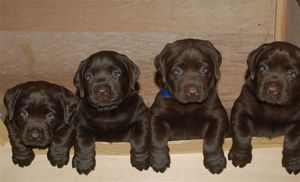 stériliser-chienne-eviter-chiots stérilisation chienne éviter portée chiots