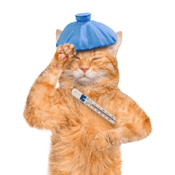 symptômes fièvre toxoplasmose chien chat