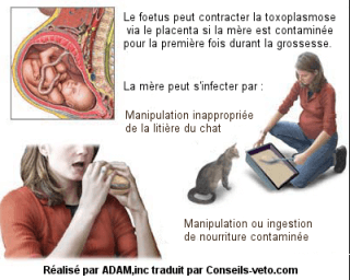 toxoplasmose chat contamination de la femme enceinte