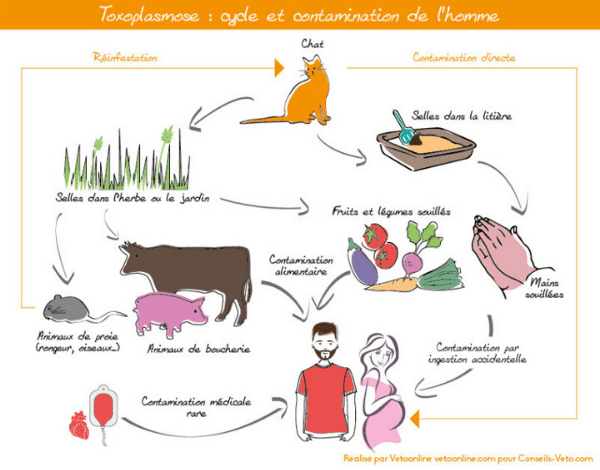 toxoplasmose-contamination-femme-enceinte-homme