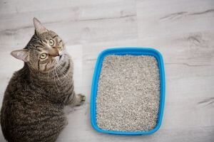 toxoplasmose-grossesse-litière-chat toxoplasmose grossesse chat litière