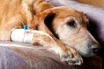 chien intoxiqué cannabis traitement perfusion