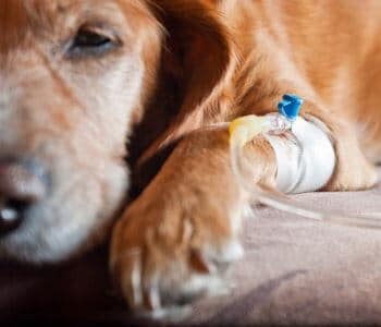 chien parvovirus traitement parvovirose chiot perfusion