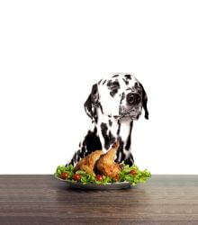 chien ne mange plus perte appétit causes