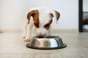chiot refuse croquettes mange pas