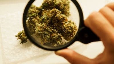 dose toxique cannabis chien