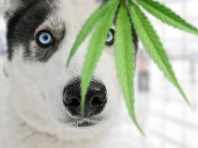 intoxication cannabis chien chiot