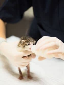 lait-maternisé-chaton lait maternisé chaton sans maman