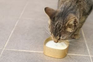 lait pour chat