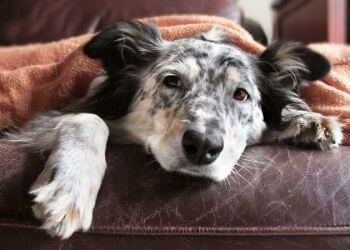 parvovirose chien symptômes diarrhée sang