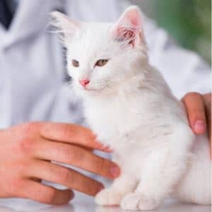 typhus chaton malade