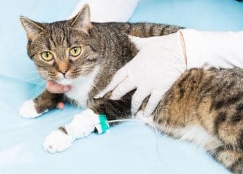 typhus chat traitement symptômes