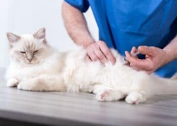 vaccin typhus chat chaton