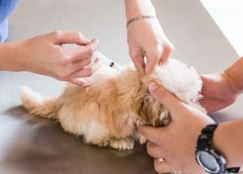 vaccin parvovirose chiot