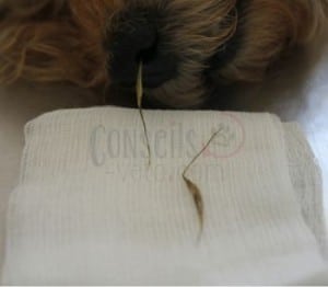 épillet chien nez