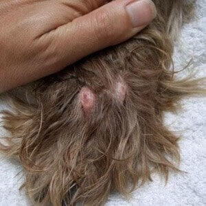 épillet patte chien