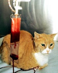 transfusion chat morsure vipere serpent