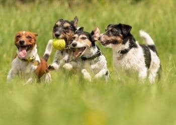 contamination chiens toux de chenil
