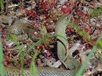 piqure serpent chien chat