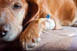 injection-euthanasie-chien injection euthanasie chien