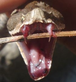 Morsure vipère chien chat serpent