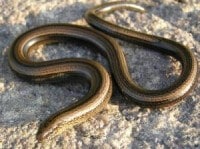 Morsure vipere serpent chien chat