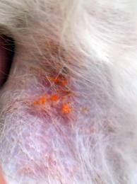 aoutats chien chat orange