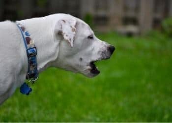 toux du chenil chien tousse quinte toux sèche