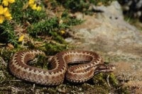 piqure serpent vipere chat chien