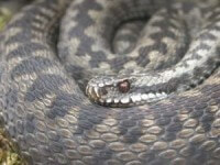 Morsure vipere serpent chien chat