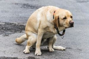 diarrhée chien traitement