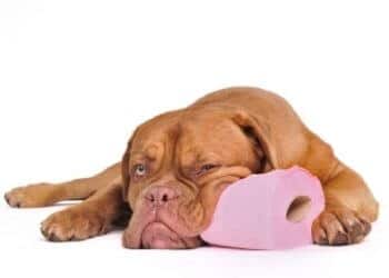 soigner diarrhée chien chiot