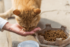 choisir croquettes premium chat chaton