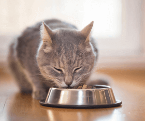 croquettes premium chat