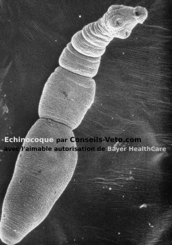 echinocoque intestin chien