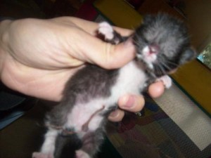 age-chaton-cordon-ombilical age chaton cordon ombilical