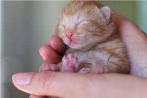 age chaton yeux fermés oreilles
