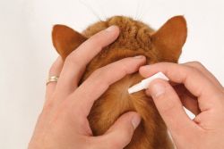 vermifuge chat pipette application