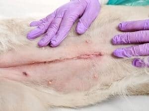 castration-sterilisation-chienne sterilisation chienne castration chienne