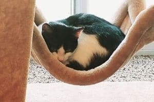chat-abandonné-que-faire chaton abandonné que faire