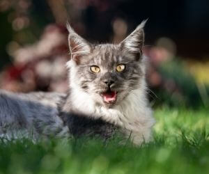 chat haletant chaleur canicule