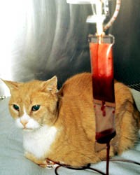 chat perfusé intoxication aspirine paracetamol ibuprofène