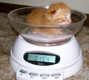 chaton abandonné poids