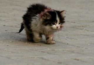 chaton-abandonné-seul chaton abandonné seul orphelin